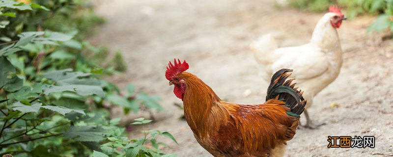 产蛋鸡饲料的混合时间 产蛋鸡饲料的混合时间是多少