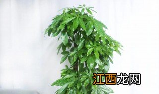 餐厅放什么大型绿植招财 餐厅放什么大型绿植招财聚财