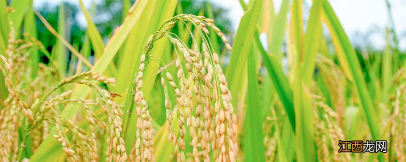 籼稻适宜的种植海拔上限 籼稻适宜的种植海拔上限是多少米