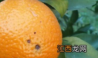 柑橘黑斑病能吃吗 柑橘黑点病能吃吗