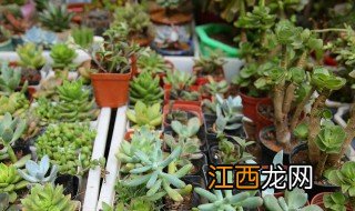 家庭放什么绿植招财 家里有绿植放什么招财