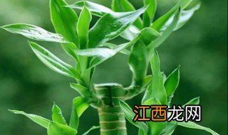 服装店放什么绿植招财，服装店放什么绿植招财转运