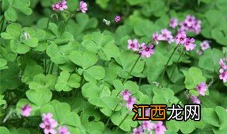 酢浆草球根怎么种植视频 酢浆草球根怎么种植