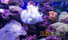 郑州海洋馆和锦艺城海洋馆哪个好