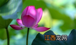 荷花在什么季节开放 荷花开在什么季节