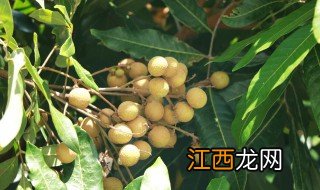 龙眼炒什么好吃 新鲜龙眼怎么炒好吃又简单