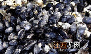 海蛎与淡菜 淡菜是牡蛎做成的吗