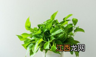 绿萝怎么分盆? 绿萝怎么分盆