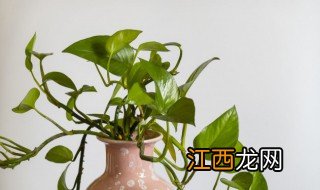 绿萝怎么换土 绿萝怎么换土壤