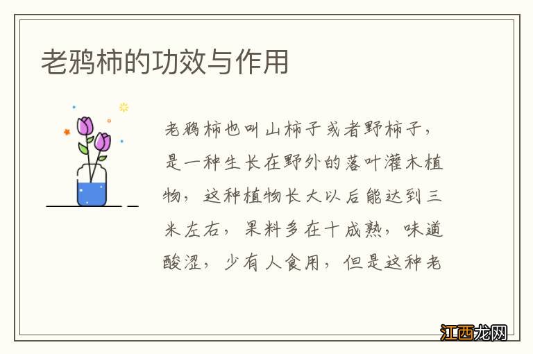 老鸦柿的功效与作用