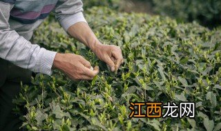 冲泡过的绿茶叶可以吃吗 绿茶的茶叶能不能泡茶喝