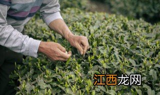 袋装茶叶如何保存多久 保鲜袋装茶叶可以放多长时间