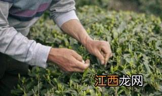 什么茶叶可以冷泡茶怎么泡，什么茶叶可以冷水泡