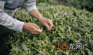 茶的山韵怎么感觉 什么是茶味山韵