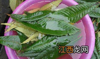 枇杷叶煮水喝的功效与作用 枇杷叶煮水的做法