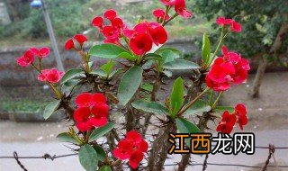 花草怎么养殖方法视频 花草怎么养殖方法