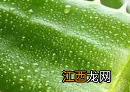 如何用鲜芦荟做面膜 鲜芦荟面膜的做法教程