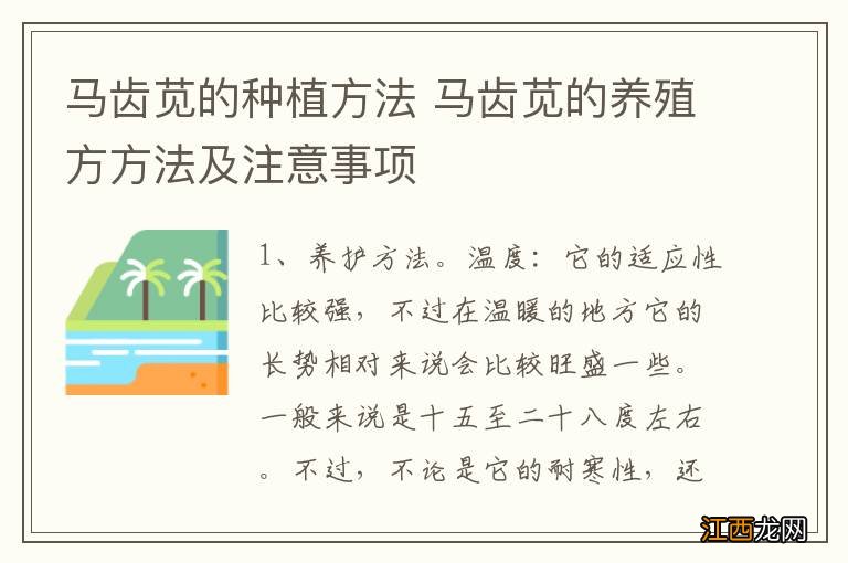 马齿苋的种植方法 马齿苋的养殖方方法及注意事项