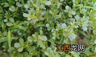 马齿苋的种植方法 马齿苋的养殖方方法及注意事项