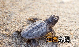 养什么乌龟招财比较好 养什么乌龟招财比较好?