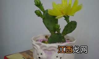 五指仙人掌开花吗 五指仙人掌开花不