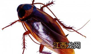 防小强的最佳方法是什么 防小强的最佳方法