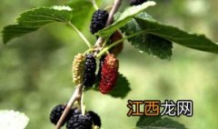 槡叶泡水喝有什么用处（杜菟扔惺裁从茫?