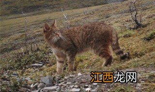 荒漠猫的窝是怎么来的 荒漠猫介绍