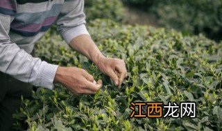 需要用到杀青方法加工的茶叶 茶叶杀青方法有几种