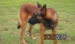 马犬能拴着养吗视频 马犬能拴着养吗