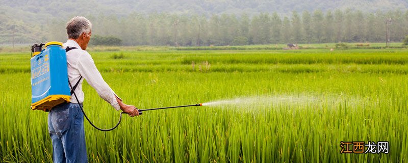 五氟磺草胺对水稻有药害吗 五氟磺草胺对水稻有药害吗