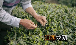 云南景谷大白毫是什么茶 大白毫是什么茶