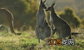 袋鼠喜欢吃什么食物 袋鼠喜欢吃什么食物和动物