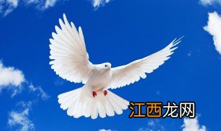 广东最大鸽子养殖场在哪里 广东最大鸽子养殖场