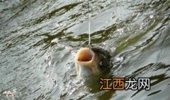 秋天如何用海竿钓鲢鳙视频 秋天如何用海竿钓鲢鳙