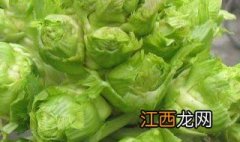 儿菜种植技术和管理 儿菜种植技术