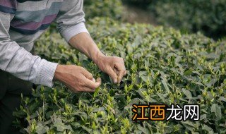 毛峰手工茶叶制作过程 毛峰形茶叶制作方法