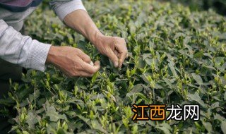 信阳毛尖茶叶色泽 信阳毛尖茶叶怎么鉴定好坏