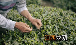 采摘茶叶的方法和步骤图片 采摘茶叶的方法和步骤