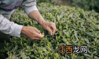 如何挑出茶叶梗的叶子 如何挑出茶叶梗