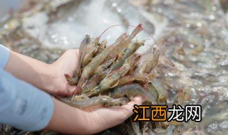 买虾怎么挑选新鲜的虾 买虾怎么挑选新鲜