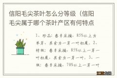 信阳毛尖属于哪个茶叶产区有何特点 信阳毛尖茶叶怎么分等级