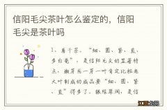 信阳毛尖茶叶怎么鉴定的，信阳毛尖是茶叶吗