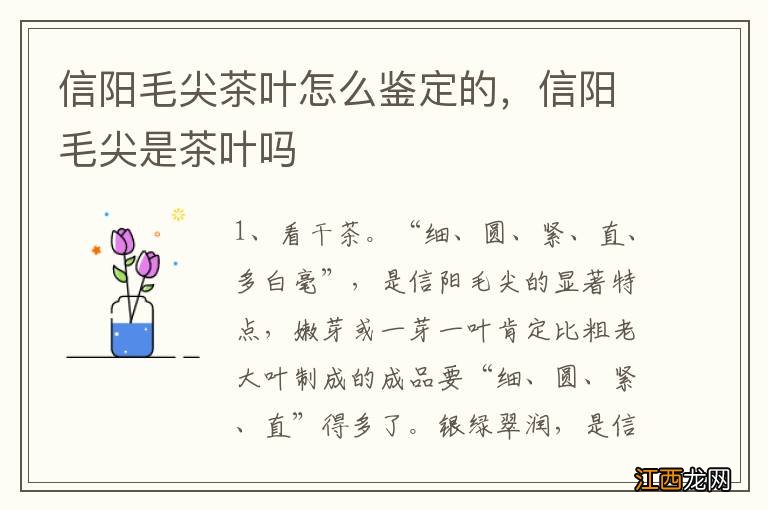 信阳毛尖茶叶怎么鉴定的，信阳毛尖是茶叶吗