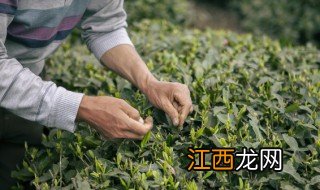 采摘的新鲜茶叶怎么吃，采摘的新鲜茶叶怎么吃的