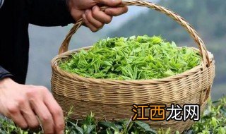 刚采的茶叶怎么吃 新鲜采摘的茶叶怎么吃