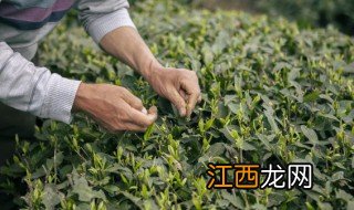 新鲜茶叶怎么做好吃 新鲜茶叶怎么吃好吃