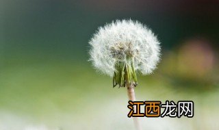 蒲公英茶叶的制作 蒲公英茶叶制作方法