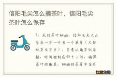 信阳毛尖怎么摘茶叶，信阳毛尖茶叶怎么保存