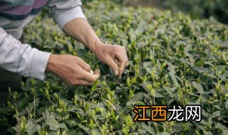 信阳毛尖怎么摘茶叶，信阳毛尖茶叶怎么保存